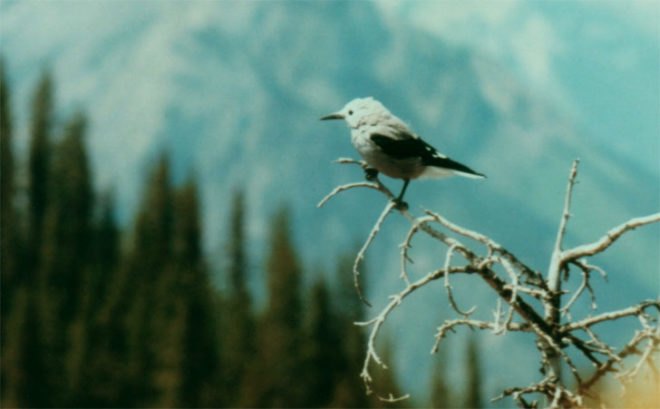 Biomimicry, woodpecker crow, Clark's nutcracker, symbiosis, regenerative systems, sustainable farming, agriculture, the biomimicry manual, learning from nature, bioinspiration