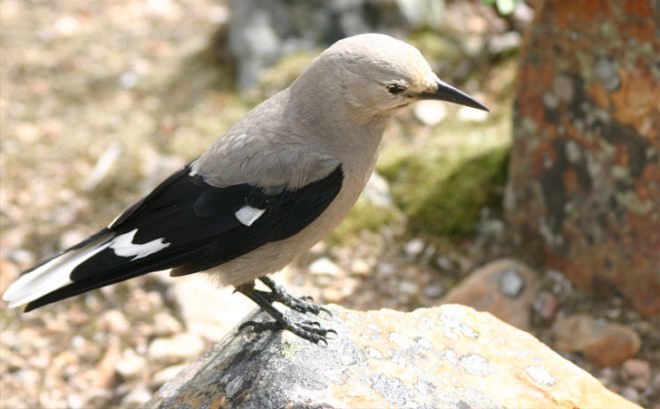 Biomimicry, woodpecker crow, Clark's nutcracker, symbiosis, regenerative systems, sustainable farming, agriculture, the biomimicry manual, learning from nature, bioinspiration