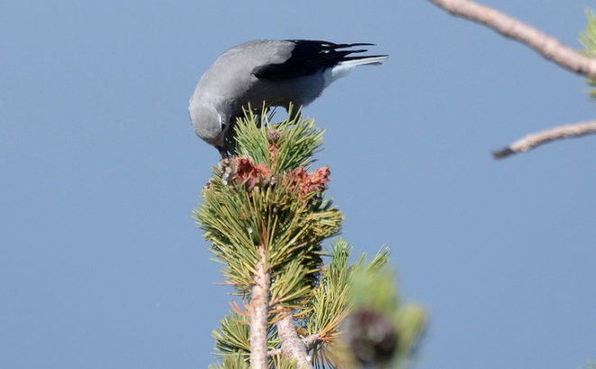 Biomimicry, woodpecker crow, Clark's nutcracker, symbiosis, regenerative systems, sustainable farming, agriculture, the biomimicry manual, learning from nature, bioinspiration