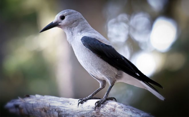 Biomimicry, woodpecker crow, Clark's nutcracker, symbiosis, regenerative systems, sustainable farming, agriculture, the biomimicry manual, learning from nature, bioinspiration