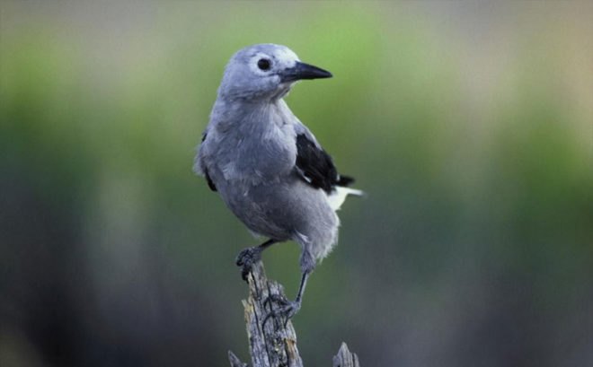 Biomimicry, woodpecker crow, Clark's nutcracker, symbiosis, regenerative systems, sustainable farming, agriculture, the biomimicry manual, learning from nature, bioinspiration