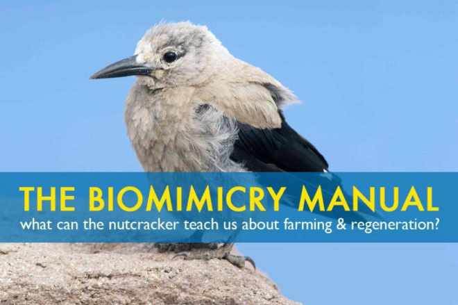 Biomimicry, woodpecker crow, Clark's nutcracker, symbiosis, regenerative systems, sustainable farming, agriculture, the biomimicry manual, learning from nature, bioinspiration