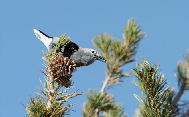 Biomimicry, woodpecker crow, Clark's nutcracker, symbiosis, regenerative systems, sustainable farming, agriculture, the biomimicry manual, learning from nature, bioinspiration