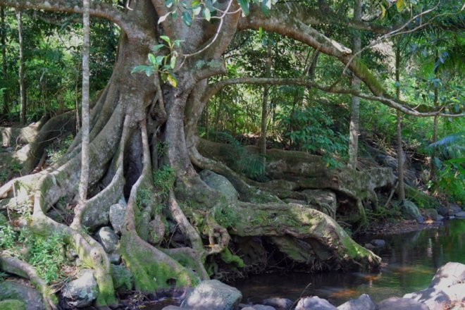biomimicry, keystone species, ecosystem engineers, lichen, mycelium fungus, mycorrhizae, elephants, stromatolites, rainforest, coral reefs, upcycle