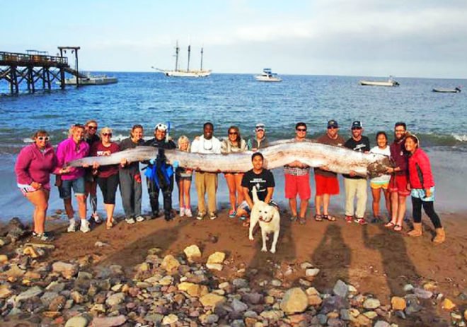 oarfish, sea serpent, giant sea creature, CIMI, Catalina Island Marine Institute, Southern California, deep sea creatures, giant fish, giant oarfish discovery, deep sea research