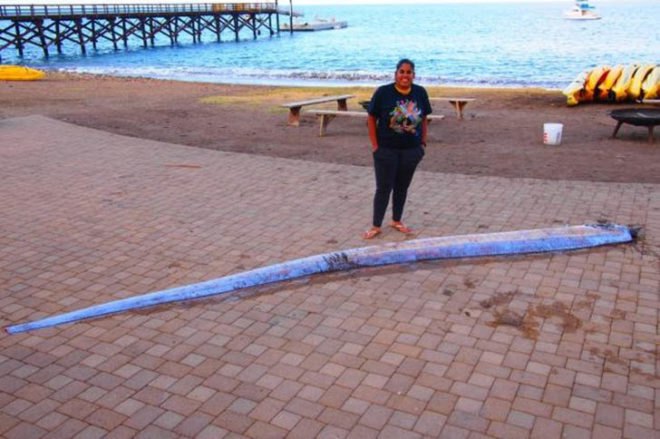 oarfish, sea serpent, giant sea creature, CIMI, Catalina Island Marine Institute, Southern California, deep sea creatures, giant fish, giant oarfish discovery, deep sea research