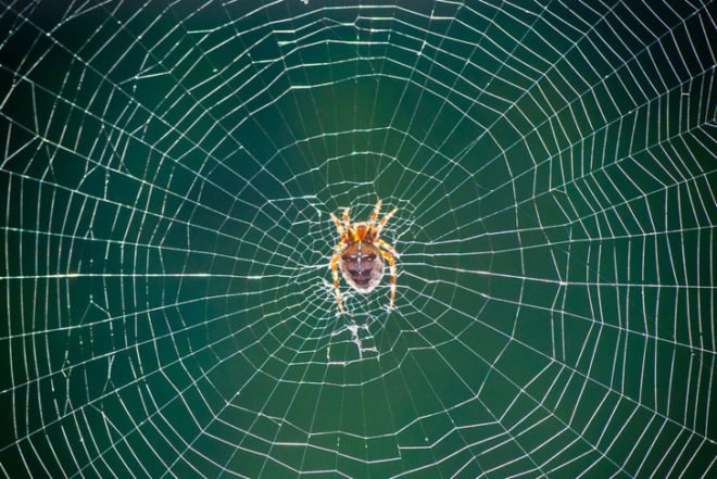 biomimicry, halloween, zombies, zombie apocalypse, parasites, host-parasite manipulation, crazy cat lady, schizophrenia, Toxoplasmodia gondii, dopamine
