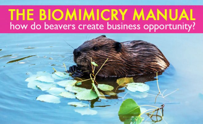 biomimicry, keystone species, ecosystem engineers, lichen, mycelium fungus, mycorrhizae, elephants, stromatolites, rainforest, coral reefs, upcycle