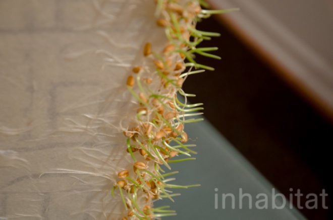 Harlem Roots, Casa Frela, Michelle Brody, Art, Sustainable Art, Recycled Paper, Plants, Wheat Grass, Bean Sprouts, Creating art with plants, Harlem, Harlem Brownstones, Union Square Grassman, Nutrition, Learning about healthy living, plant art