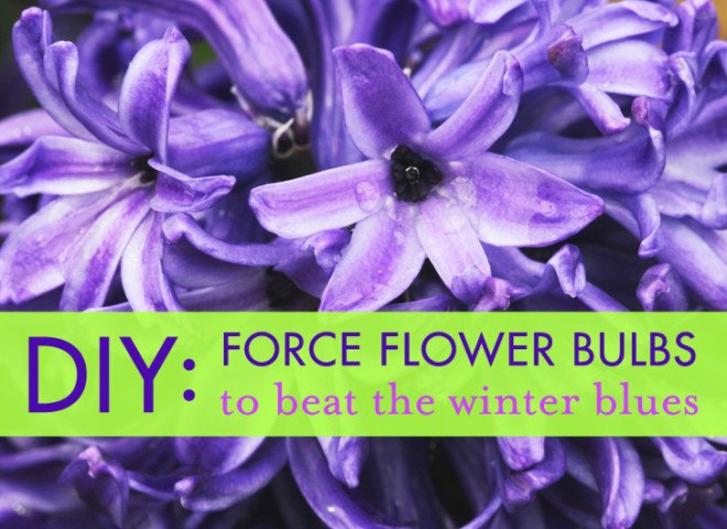 Flowers, flower bulbs, forced bulbs, narcissus, hyacinth, crocus, daffodils, herbs, lavender, calendula, marigolds, daisies, DIY, Christmas, Xmas, Gifts, Hanukkah, Yule, Solstice, Presents, How-To, diy gift ideas, homemade gift ideas, green gift ideas, green gifts, green xmas gifts, homemade christmas gifts