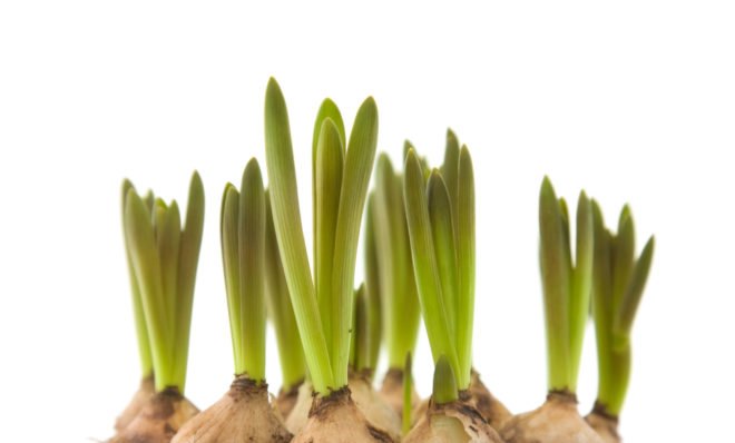 Forced flower bulbs, flower bulbs, flower seeds, flowers in winter, growing flowers indoors