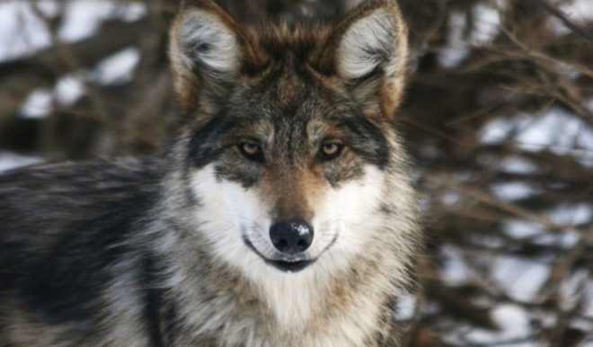 ambika conroy, ambika, NY Wolf Conservation Center, Ambika’s Compassionate Bunny Fur Farm, adventure roulette, subaru, subaru forester, compassionate furrier, ethical furrier, bunny farm, rabbit farm, angora farm, subaru cars, adventure roulette, adventure roulette subaru, jill fehrenbacher