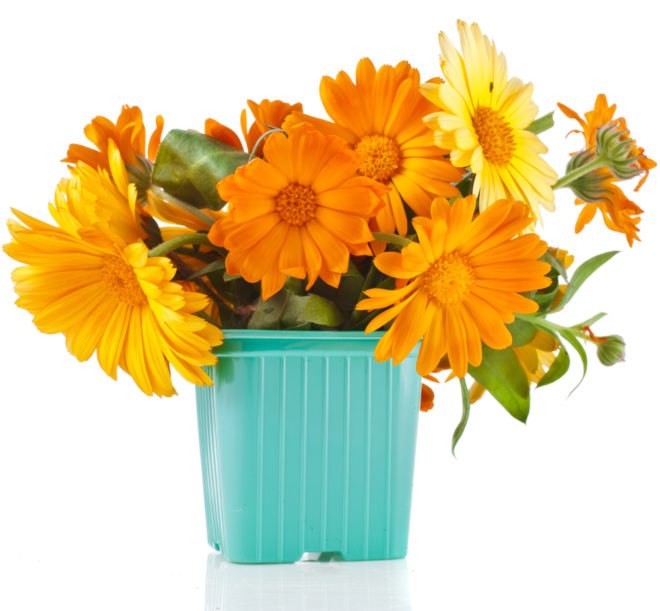 Calendula, marigolds, flower bulbs, flower seeds, flowers in winter, growing flowers indoors