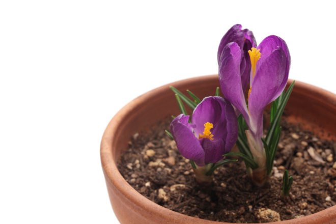 Crocus, flower bulbs, flower seeds, flowers in winter, growing flowers indoors