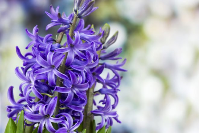 Hyacinth, flower bulbs, flower seeds, flowers in winter, growing flowers indoors