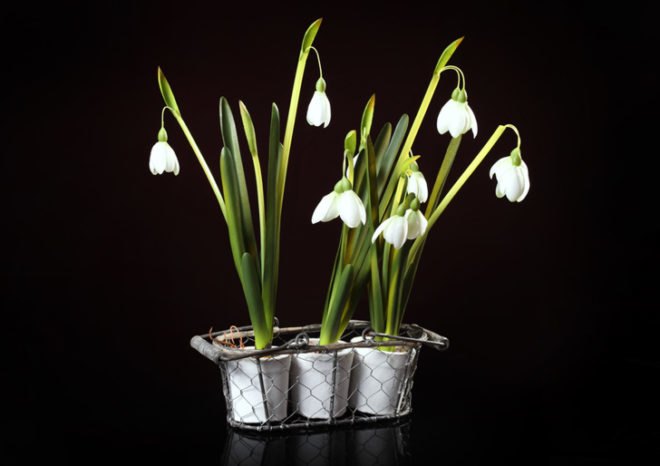 Snowdrops, golanthus, flower bulbs, flower seeds, flowers in winter, growing flowers indoors