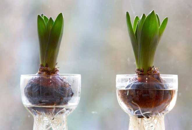 Tulips, flower bulbs, flower seeds, flowers in winter, growing flowers indoors