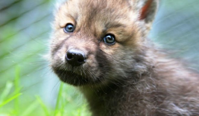 ambika conroy, ambika, NY Wolf Conservation Center, Ambika’s Compassionate Bunny Fur Farm, adventure roulette, subaru, subaru forester, compassionate furrier, ethical furrier, bunny farm, rabbit farm, angora farm, subaru cars, adventure roulette, adventure roulette subaru, jill fehrenbacher
