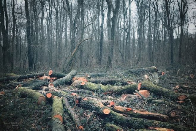 deforestation, sustainable agriculture, Warsaw climate conference, UN climate talks, global warming, sustainable farming, protecting rainforests, logging operations