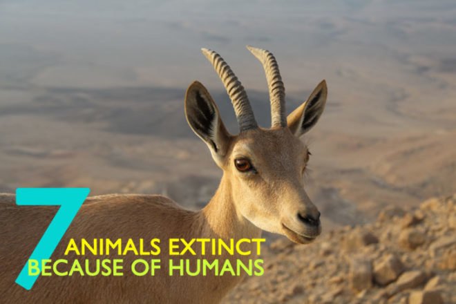 Baiji River Dolphin, Caribbean Monk Seal, Ivory-billed Woodpecker, Javan Tiger, Lonesome George, Pinta Island Tortoise, Pyrenean Ibex, Western Black Rhinoceros, extinct animals, endangered animals, animals gone thanks to humans, animals driven to extinction by humans, conservation, poaching, deforestation, overfishing, human expansion, hunting, Charles Darwin Research Station, global warming, industrialization, farm expansion, pollution,