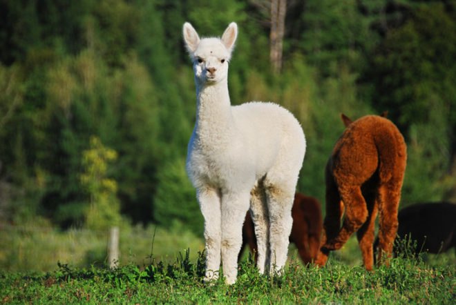 United Nations, UN, Food Agency, UNFAO, Reindeer Milk, Global Health, Dairy Farming, Dairy