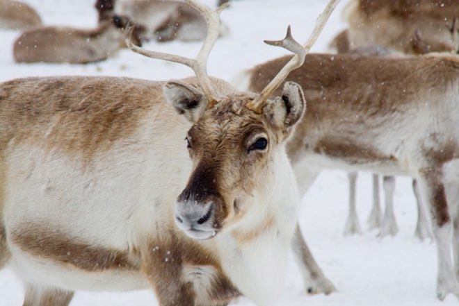 United Nations, UN, Food Agency, UNFAO, Reindeer Milk, Global Health, Dairy Farming, Dairy