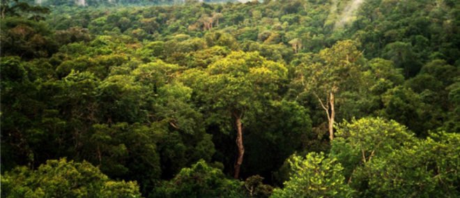 Fisher & Paykel, Cuipo, Saving the Rainforest, save the rainforest, rainforest conservation, protect the rainforest