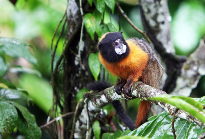 Fisher & Paykel, Cuipo, Saving the Rainforest, save the rainforest, rainforest conservation, protect the rainforest
