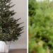 Green Holidays, living christmas tree, potted christmas tree, living christmas tree rental, trees, carbon sequestration, friends of the urban forest, San Francisco, Los Angeles, San Diego, Christmas decorations, green christmas