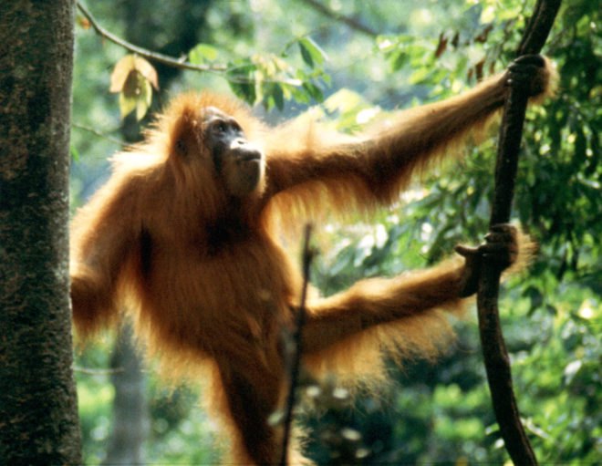 Fisher & Paykel, Cuipo, Saving the Rainforest, save the rainforest, rainforest conservation, protect the rainforest