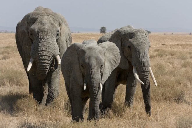elephant poaching, illegal poaching, elephant population, central africa, elephant summit, Convention on International Trade in Endangered Species, John E. Scanlon, ivory trade, african elephants, elephant extinction, ivory tusk, CITES