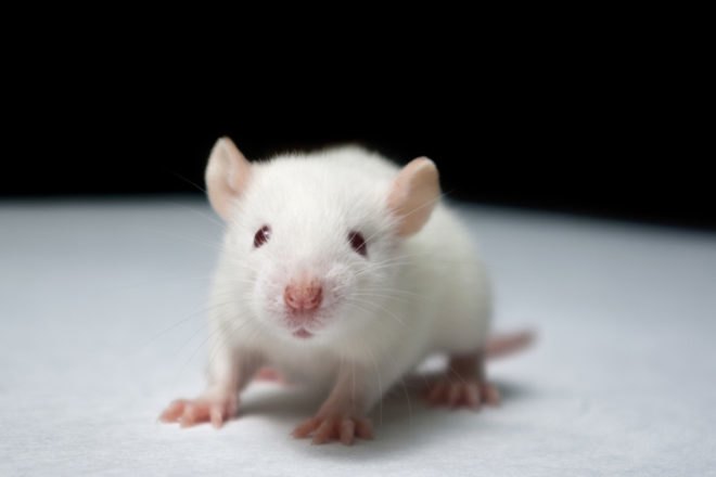 scientific research, aging, animal testing, Harvard Medical School, aging process, extending life, medical research, aging in mice, NAD chemical, anti-aging supplement, cellular immortality