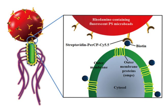 nanotechnology, nanorobotics, nanorobot, cancer treatment, breast cancer, colorectal cancer, genetically modified bacteria, gmos, South Korea, anticancer drugs