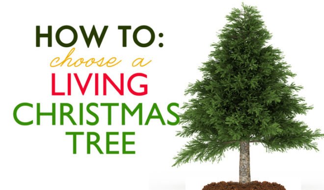 Green Holidays, living christmas tree, potted christmas tree, living christmas tree rental, trees, carbon sequestration, friends of the urban forest, San Francisco, Los Angeles, San Diego, Christmas decorations, green christmas