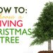 Green Holidays, living christmas tree, potted christmas tree, living christmas tree rental, trees, carbon sequestration, friends of the urban forest, San Francisco, Los Angeles, San Diego, Christmas decorations, green christmas