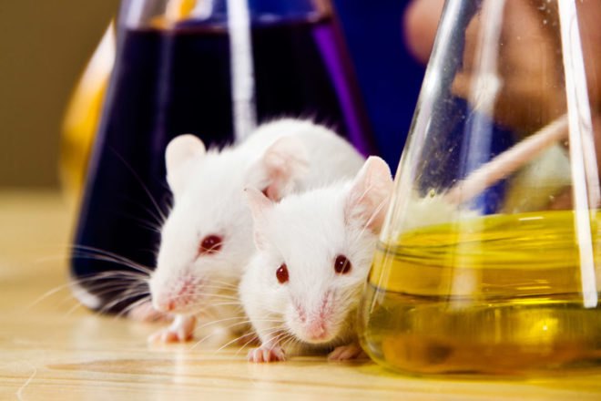 scientific research, aging, animal testing, Harvard Medical School, aging process, extending life, medical research, aging in mice, NAD chemical, anti-aging supplement, cellular immortality