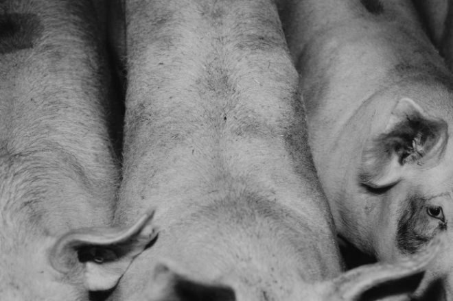 prix pictet, sustainable artwork, photojournalism, environmental photography, consumption, art prize, photography competition, international art competition, factory farming, sustainable agriculture, consumerism