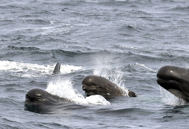 pilot whales, beached whales, stranded whales, mass strandings, Florida Everglades, Everglades National Park, marine life, whale rescue efforts, whale deaths, Florida whale stranding