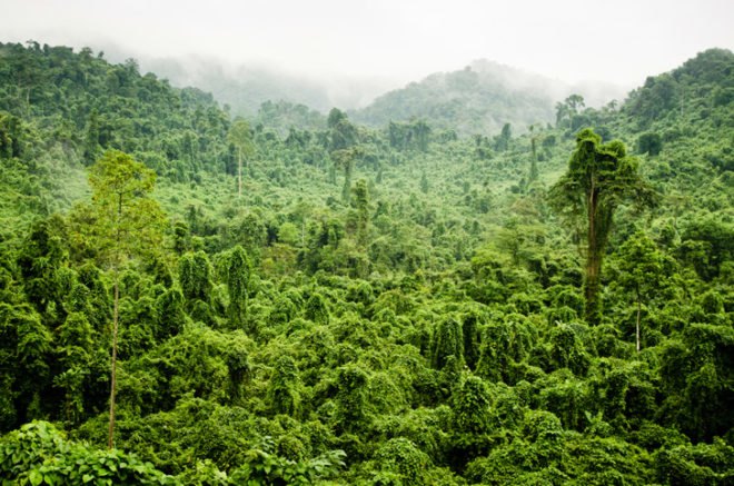 Fisher & Paykel, Cuipo, Saving the Rainforest, save the rainforest, rainforest conservation, protect the rainforest