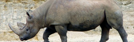 top news stories 2013, news 2013, inhabitat news 2013, top inhabitat stories 2013, IUCN, biodiversity, western black rhino officially extinct, extinct species, rhino story, animals, animal news