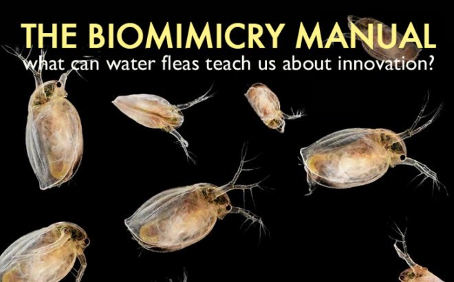 biomimicry, bioinspiration, earsmart, innovation, resilience, daphnia water flea, age of biology, triz, julian vincent, jay harman, pax scientific, the biomimicry manual