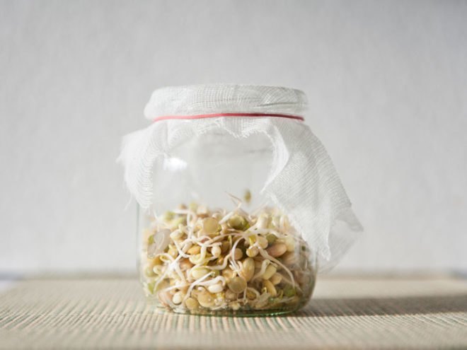 Bean sprouts, sprouting beans and seeds, seed sprouting, bean sprouting, sprouting in jars