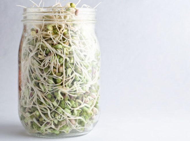 Bean sprouts, sprouting beans and seeds, seed sprouting, bean sprouting, sprouting in jars