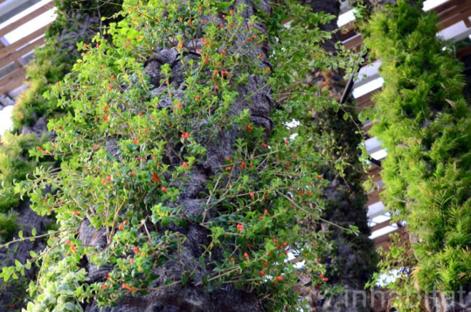 Pérez Art Museum Miami, Patric Blanc, hanging vertical gardens, living wall, green wall, Herzog & de Meuron, PAMM, Pérez Art Museum, Miami art museum, Patrick Blanc projects, hanging vertical gardens of Miami