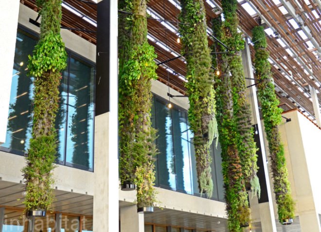 Pérez Art Museum Miami, Patric Blanc, hanging vertical gardens, living wall, green wall, Herzog & de Meuron, PAMM, Pérez Art Museum, Miami art museum, Patrick Blanc projects, hanging vertical gardens of Miami