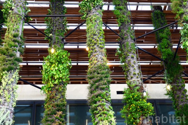 Pérez Art Museum Miami, Patric Blanc, hanging vertical gardens, living wall, green wall, Herzog & de Meuron, PAMM, Pérez Art Museum, Miami art museum, Patrick Blanc projects, hanging vertical gardens of Miami