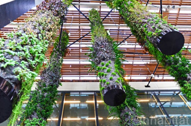 Pérez Art Museum Miami, Patric Blanc, hanging vertical gardens, living wall, green wall, Herzog & de Meuron, PAMM, Pérez Art Museum, Miami art museum, Patrick Blanc projects, hanging vertical gardens of Miami