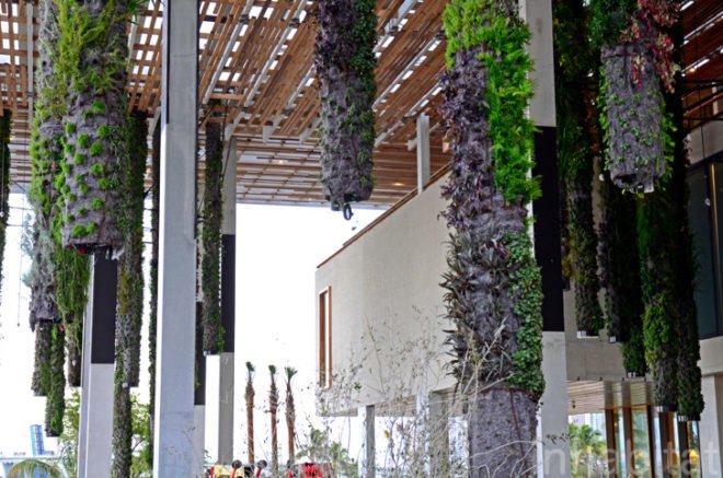Pérez Art Museum Miami, Patric Blanc, hanging vertical gardens, living wall, green wall, Herzog & de Meuron, PAMM, Pérez Art Museum, Miami art museum, Patrick Blanc projects, hanging vertical gardens of Miami