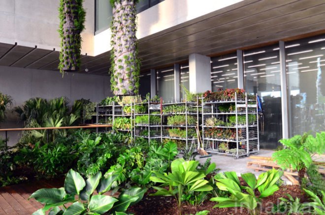 Pérez Art Museum Miami, Patric Blanc, hanging vertical gardens, living wall, green wall, Herzog & de Meuron, PAMM, Pérez Art Museum, Miami art museum, Patrick Blanc projects, hanging vertical gardens of Miami