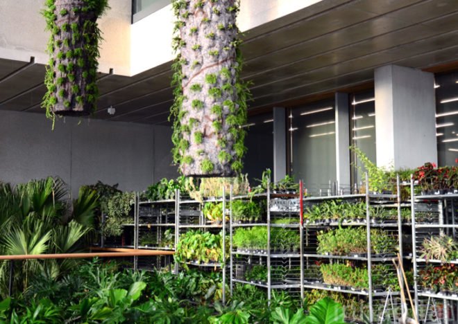 Pérez Art Museum Miami, Patric Blanc, hanging vertical gardens, living wall, green wall, Herzog & de Meuron, PAMM, Pérez Art Museum, Miami art museum, Patrick Blanc projects, hanging vertical gardens of Miami